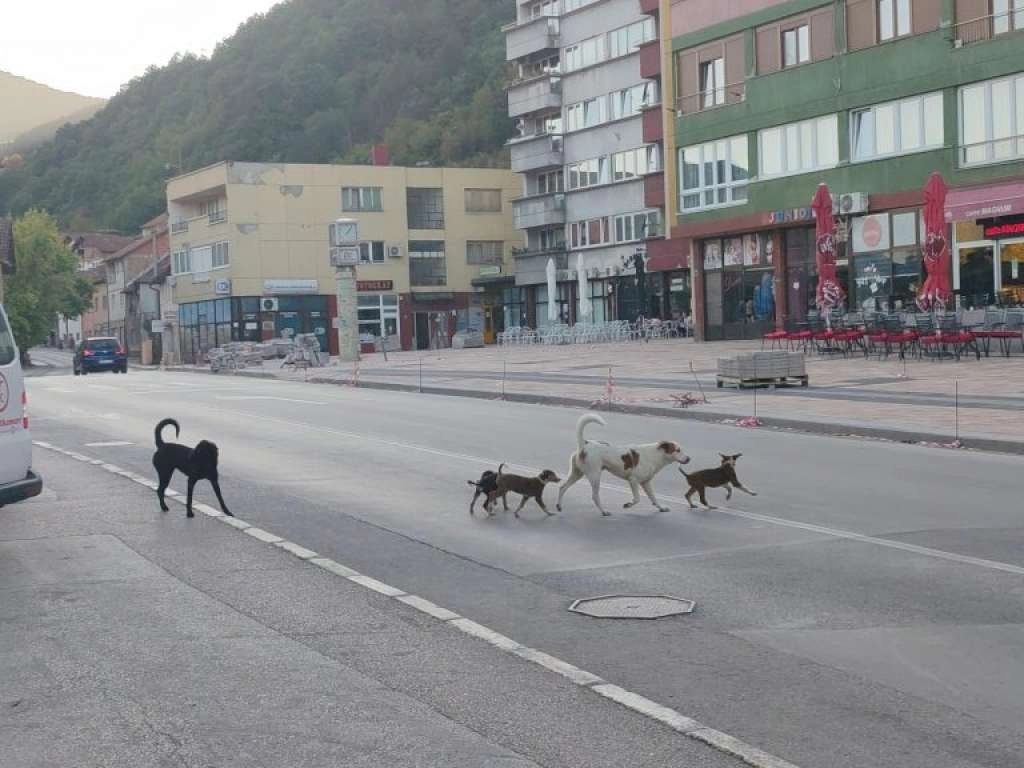 Dječak teško povrijeđen u napadu psa lutalice u Goraždu, najavljeni protesti i vanredna sjednica